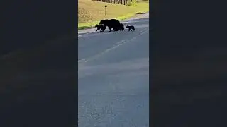 Mama bear crossing the road with four Cubs!