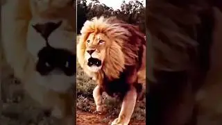 Lion Attack #shorts Lion Roar #lion #lionroar #lionattack #shortslion #attack #roar #wildlion Lion 🦁