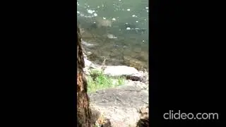 Turtle Tuesday: Updated 4🌍Mama Smooth Soft-Shell w young turtle swimming in front of Carp FishTN USA
