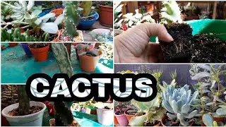 TIEMPO DE CACTUS 🌵 VAMOS MANOS A LA TIERRA