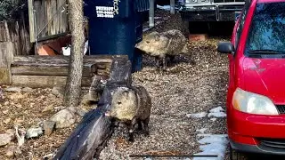 JAVELINA / S SKUNK LIKE PIGS THAT ARE PECCARY. PRESCOTT AND NORTHERN ARIZONA TO ARGENTINA