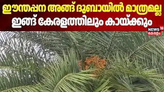 ഈന്തപ്പന അങ്ങ് ദുബായിൽ മാത്രമല്ല, ഇങ്ങ് കേരളത്തിലും കായ്ക്കും | Moovattupuzha | Ernakulam