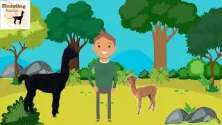 Alpaca Walking