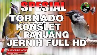 MASTERAN SPESIAL TORNADO SUPER KONSLET JERNIH KASAR COCOK UNTUK SEMUA BURUNG MURAI BATU & CUCAK IJO