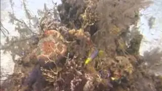 Spanish Hogfish Identification