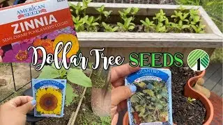 Dollar Tree Seeds | April 1 2020