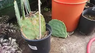 How to clone/propagate prickly pear cactus.  Edible cactus. Super easy