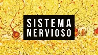 20 - 🧠 Sistema NERVIOSO - Histología
