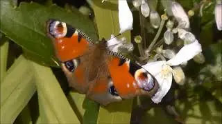 Peacock butterfly (Inachis io)