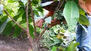 Poda De Cacao CCN51 De 1 A&ntilde;o De Edad