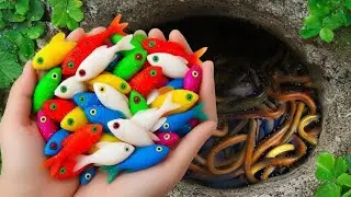 A Day Exploring a Small Pond Filled with Exotic Fish and Wild Creatures