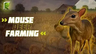 Mouse Deer Farming | Asia&rsquo;s Tiny Deer Raised by the Millions | Rare Farming Documentary