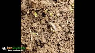 Army Cutworm