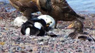 Prachteiderente Sommer 2017 Varanger Norwegen