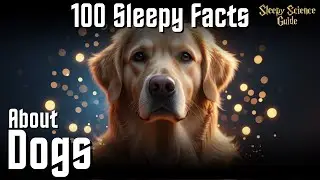 The Most Relaxing Facts About Dogs to Fall Asleep To