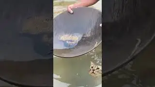 Como sacar oro del rio