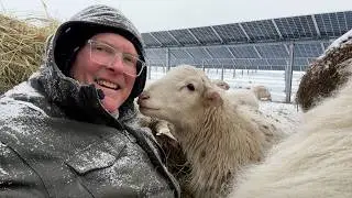 SOLAR SHEEP FARM IN WINTER: Time to CHILL out!
