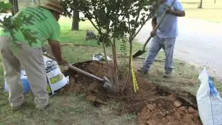 Planting A Tree in the Fall And The Correct Way To Plant.
