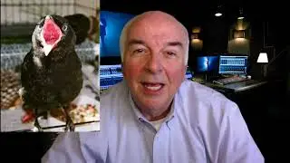Papa's Stories   Baby Crow