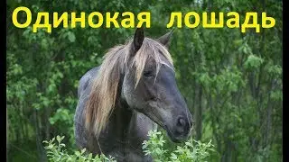 Одинокая лошадь. Возможные проблемы.