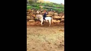 Bandolero - Andalusian Dream Horse
