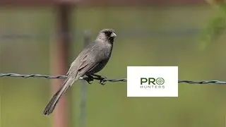 Aberts Towhee Sound, Bird Call for Pro Hunters