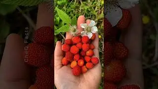 Unseen Wild Fruits You Won't Believe Exist! #shorts #plants #farming