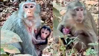 Hot news! Monkeys Carol and Angela giving birth seriously on December 31, 2025