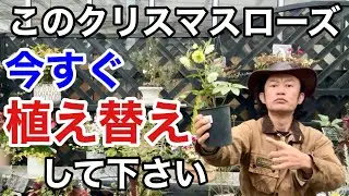 【買ったばかり】春先のクリスマスローズの植え替え方法教えます。　　【カーメン君】【クリスマスローズ】【ガーデニング】【初心者】