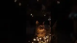 Cute Cat Video | Cute Animal Video | Royalty Free Cat Video | No Copyright Videos | Part 07