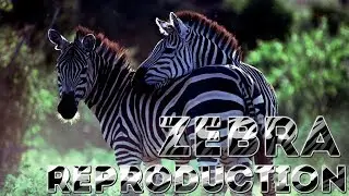 Zebra Reproduction