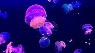 4k video of Spotted Jellyfish  Downloaded by Fastytd com