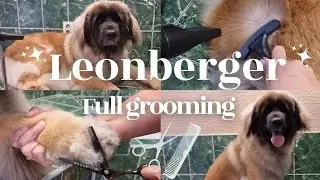 How to Groom a Leonberger | Full Grooming, Deshedding & Transformation