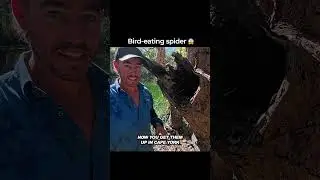 Bird-eating spider encounter in Far North QLD! 🕷️😱