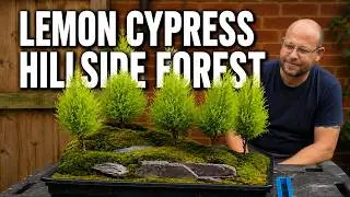 Completing My Lemon Cypress Bonsai Hillside Forest