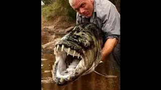 John Wilson's GO FISHING - Tope, Shark - National Geographic Documentary