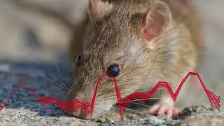 Repelente anti-rato | Ultrassom destr&oacute;i camundongos e ratos | Roedores v&atilde;o sair de casa |