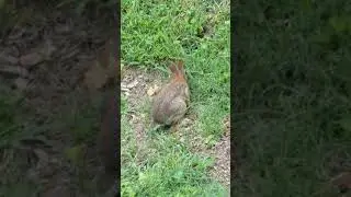 Cheshire Rabbit making sure his nest is in tip top shape for the night.