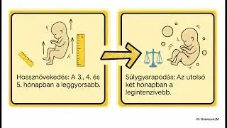 39 A magzat n&ouml;veked&eacute;se