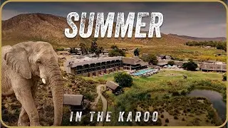 Summer Safari at Aquila | Big 5 Safari Near Cape Town