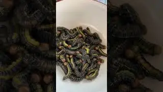 FRIED MOPANE WORMS FROM AFRICA #shorts #information #funfact