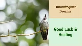 HUMMINGBIRD DREAM INTERPRETATION