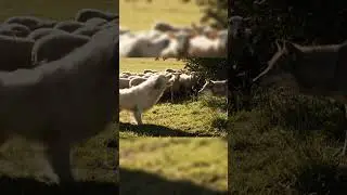 Wild Wolf vs Farm Guardian Dog | Nature&rsquo;s Brutal Fight!
