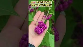 🍇American beautyberry aka Callicarpa americana. Purple Bush! #beautyberry #bush