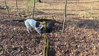 Walter & Winston doing some more digging.