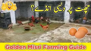 Chhat Par Murghi Palan Ka Complete Setup Guide | Rooftop Poultry Farming Urdu/Hindi