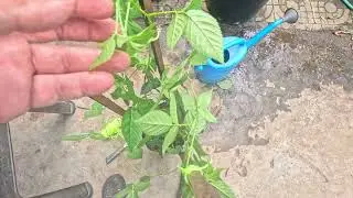 JUMBO Suri-Blackberry plant conditioning & Trellising for easier stratification access.