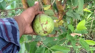 #అరటి తోట కి కట్ట లు