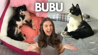 La historia de Bubu 🐱