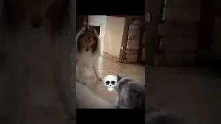 Mother cat defend ☠️
